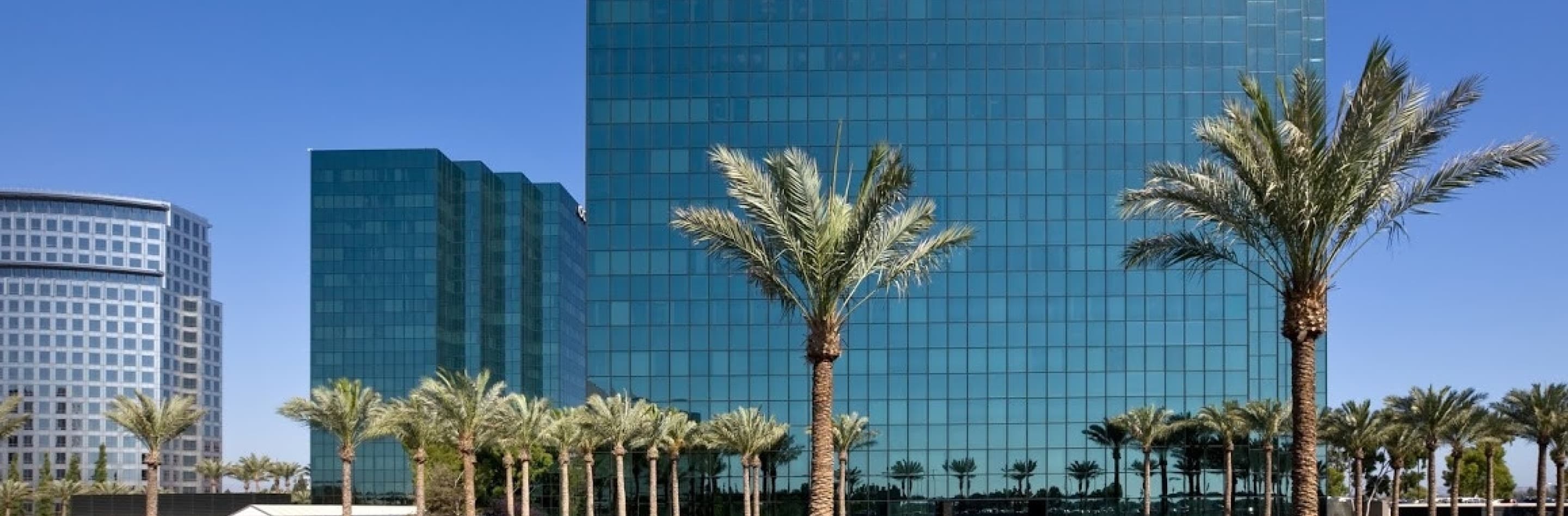 buildings in the background with palm trees in the foreground